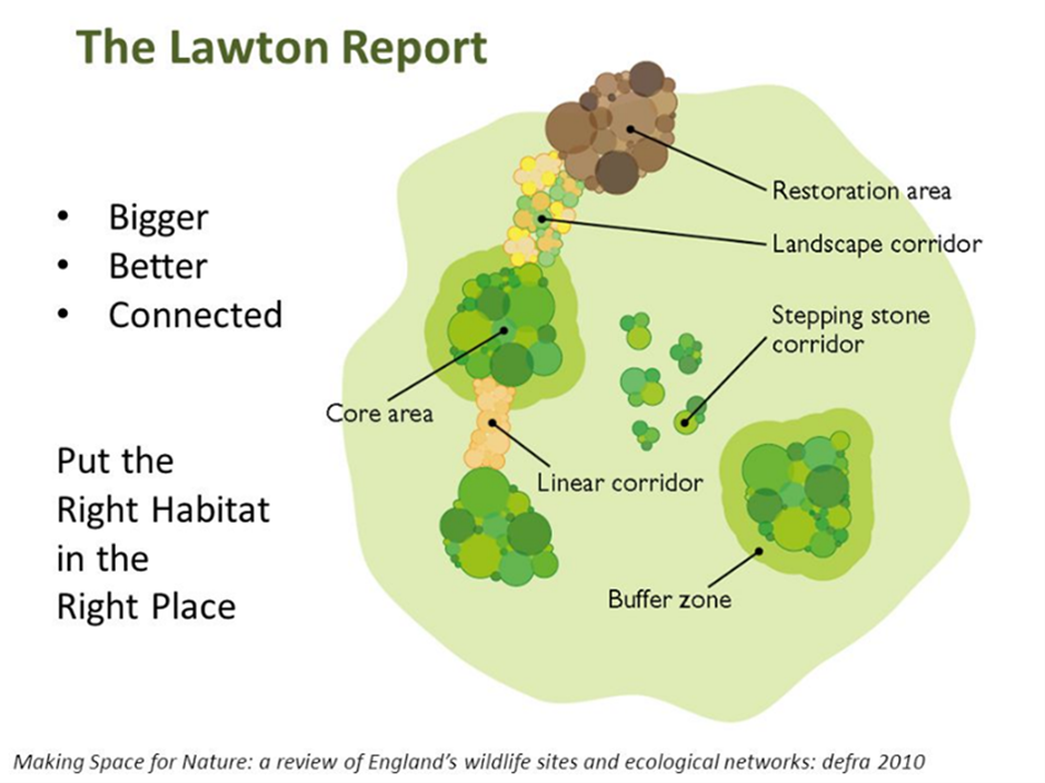 The Lawton Report